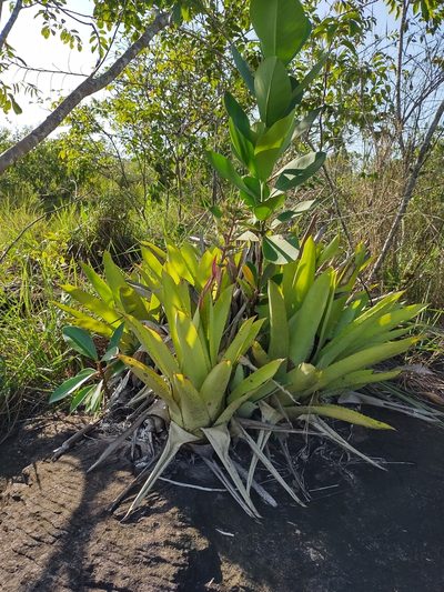 Aechmea stenosepala, photographed by Martha Lucia Ortiz-Moreno