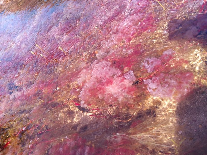 Rhyncholacis clavigera, photographed by Martha Lucia Ortiz-Moreno