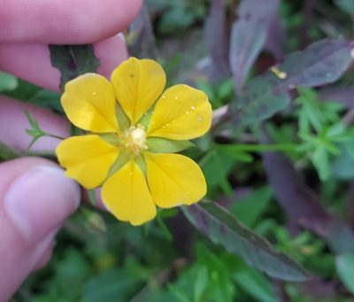 Ludwigia leptocarpa, photographed by lightbed