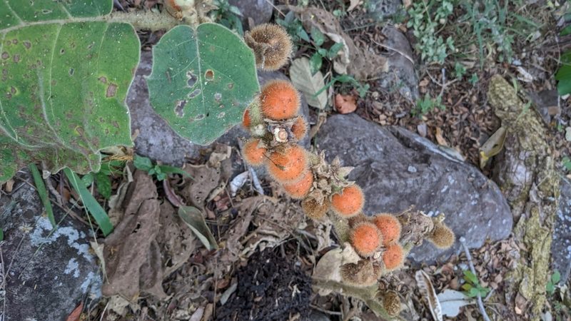 Solanum quitoense, photographed by Jake Rehage