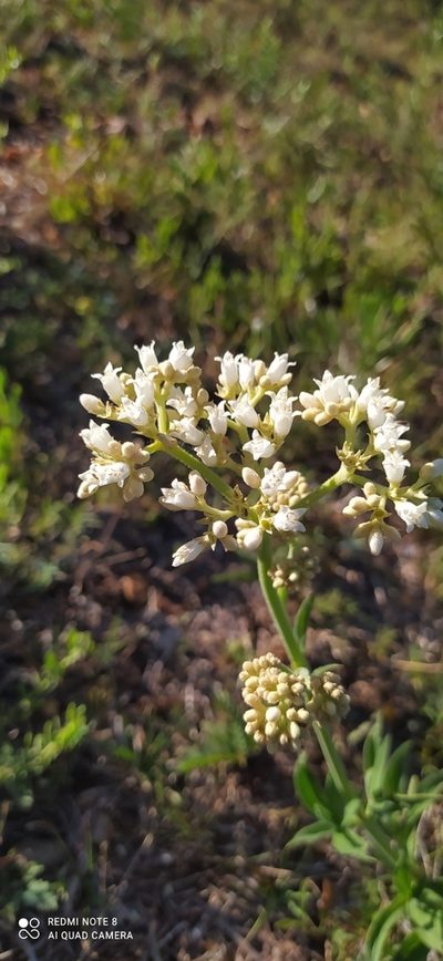 Galianthe centranthoides, photographed by Sebastián Fornés