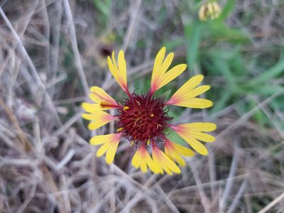 Gaillardia aestivalis, photographed by Dza Ba