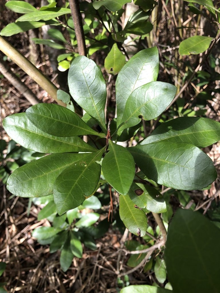 Myrica inodora, photographed by Will McFarland