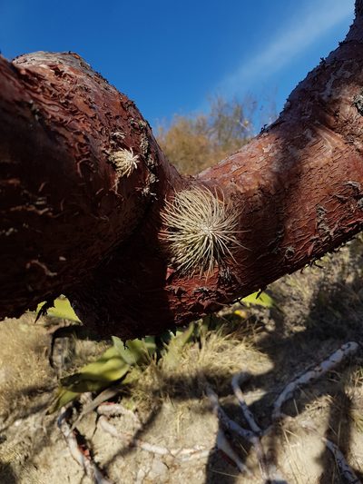 Tillandsia atroviridipetala, photographed by crpl