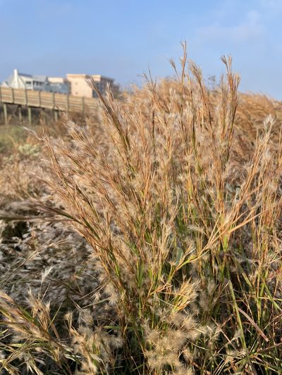 Schizachyrium littorale, photographed by Luke Padon