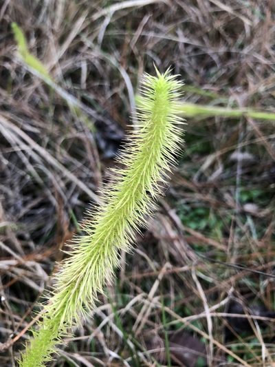 Lycopodiella prostrata, photographed by Will McFarland