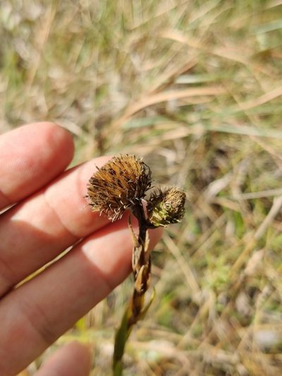 Eurybia eryngiifolia, photographed by Scott Allen Davis