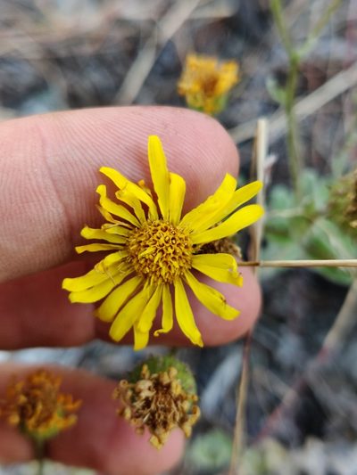 Chrysopsis godfreyi, photographed by Scott Allen Davis