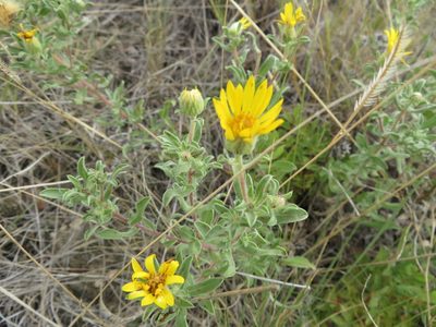 Chrysopsis villosa, photographed by dghjertaas