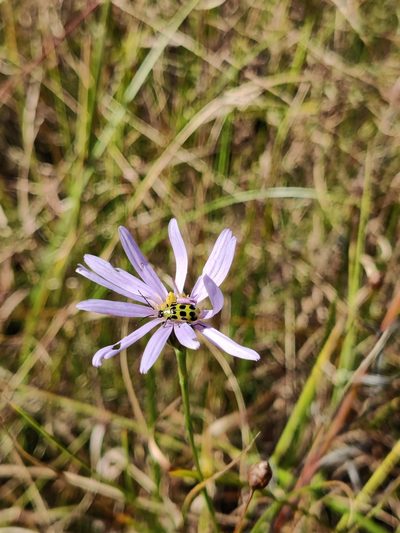 Symphyotrichum chapmanii, photographed by Scott Allen Davis