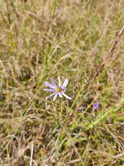 Symphyotrichum chapmanii, photographed by Scott Allen Davis