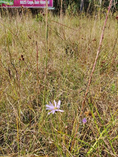 Symphyotrichum chapmanii, photographed by Scott Allen Davis