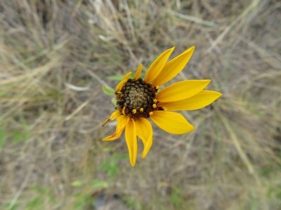 Helianthus pauciflorus, photographed by dghjertaas