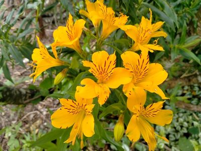 Alstroemeria aurea, photographed by John Barkla