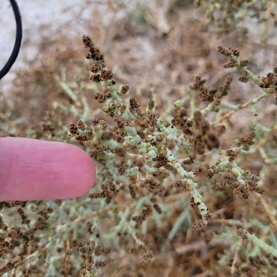 Allenrolfea occidentalis, photographed by Dan Horowitz