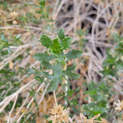 Isocoma acradenia, photographed by Dan Horowitz