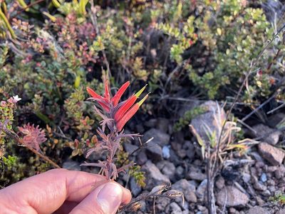 Castilleja quirosii, photographed by Dario Taraborelli