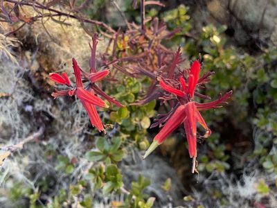 Castilleja quirosii, photographed by Dario Taraborelli