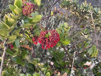 Macleania rupestris, photographed by Dario Taraborelli