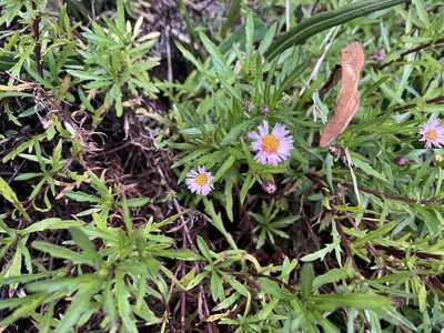 Erigeron maxonii, photographed by Dario Taraborelli