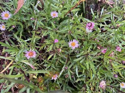 Erigeron maxonii, photographed by Dario Taraborelli