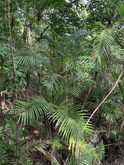 Bactris major, photographed by Ashwin Srinivasan