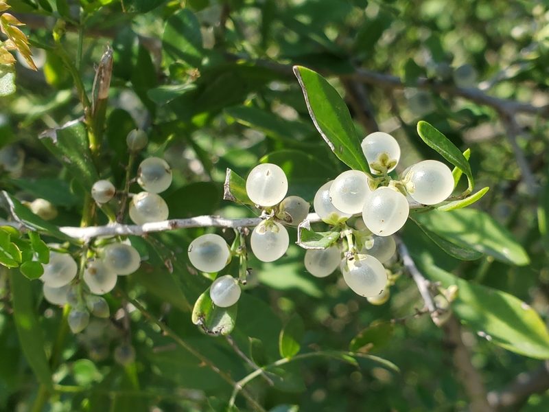 Phaulothamnus spinescens, photographed by Tom Field