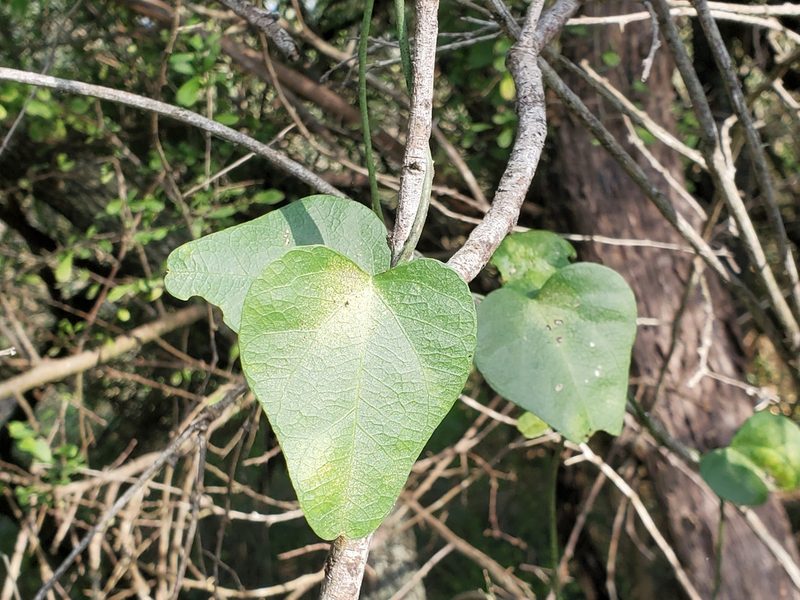 Nephroia diversifolia, photographed by Tom Field