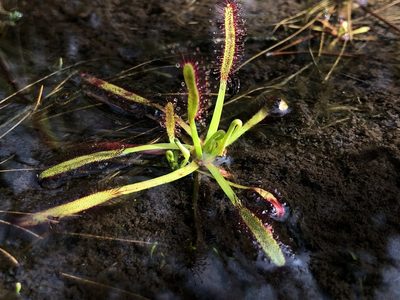 Drosera capensis, photographed by Justin Paulin