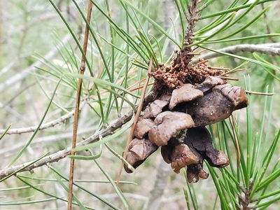 Pinus remota, photographed by Tom Field