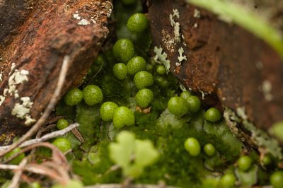 Asterella drummondii, photographed by Hugo Innes