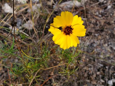 Thelesperma filifolium, photographed by Tom Field