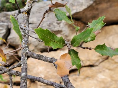 Quercus vaseyana, photographed by Tom Field