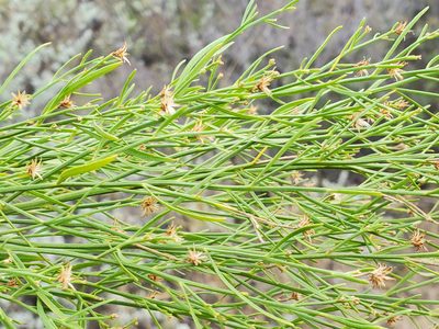 Baccharis neglecta, photographed by Tom Field