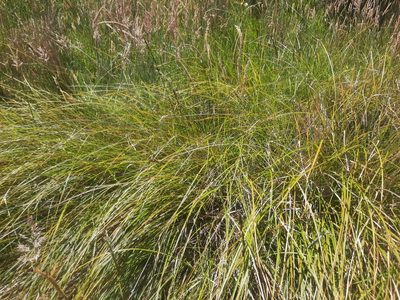 Carex rafflesiana, photographed by Alice Shanks