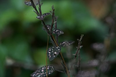 Hypoestes phyllostachya, photographed by Dario Taraborelli