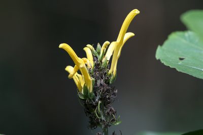 Justicia aurea, photographed by Dario Taraborelli