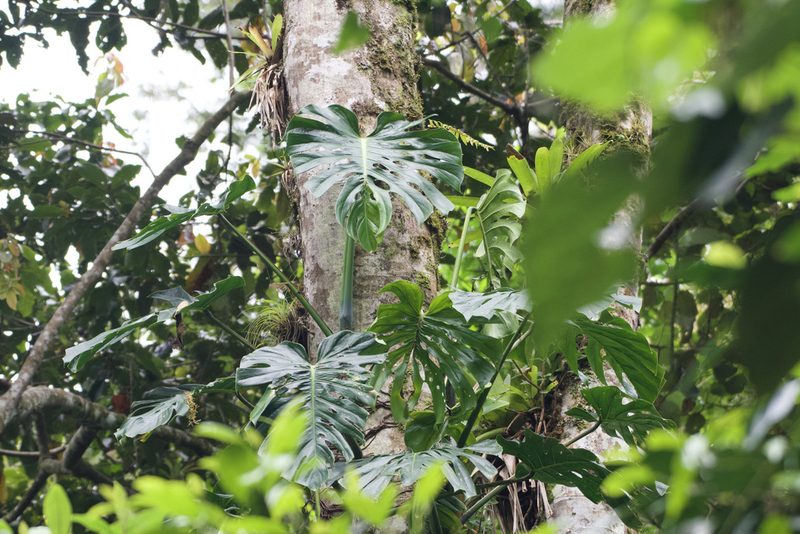 Monstera tacanaensis, photographed by Dario Taraborelli