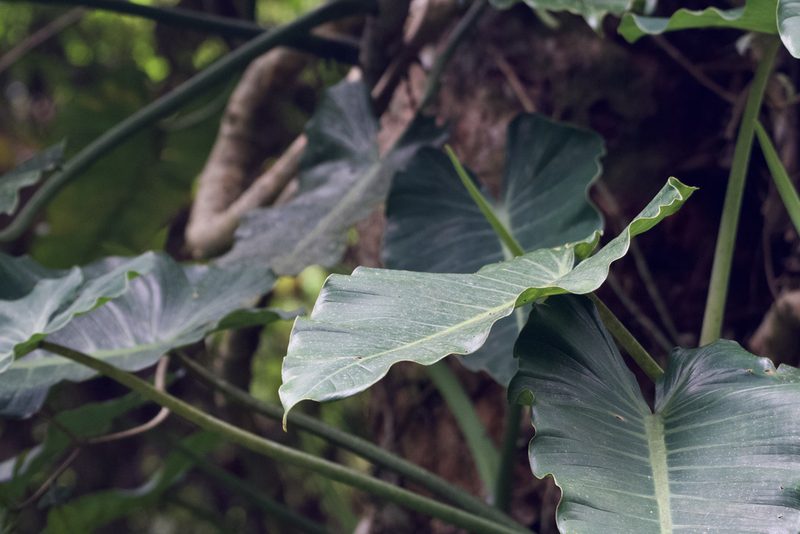 Philodendron brenesii, photographed by Dario Taraborelli