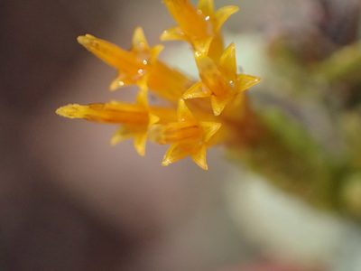 Hazardia squarrosa, photographed by George Williams