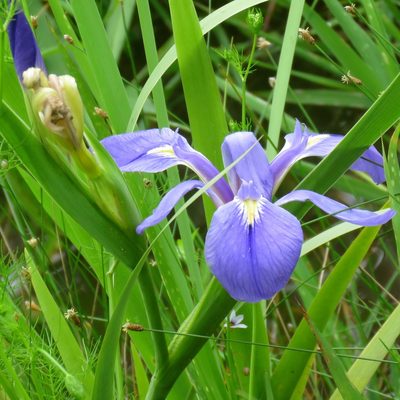 Iris brevicaulis, photographed by Laura Clark