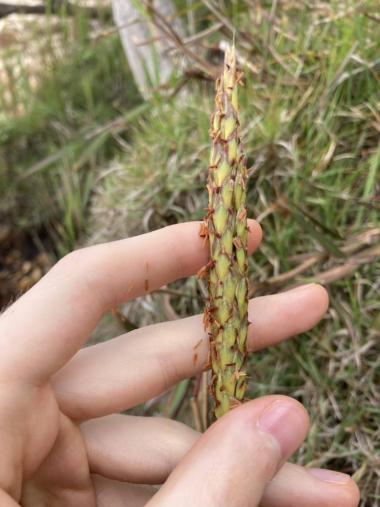 Ischaemum triticeum, photographed by Thomas Mesaglio