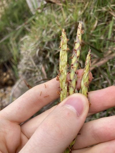 Ischaemum triticeum, photographed by Thomas Mesaglio