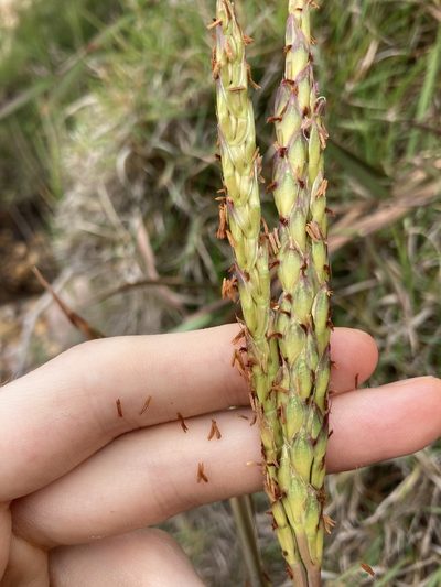 Ischaemum triticeum, photographed by Thomas Mesaglio