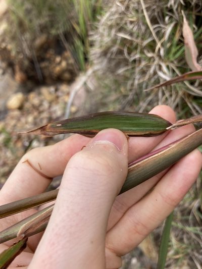 Ischaemum triticeum, photographed by Thomas Mesaglio