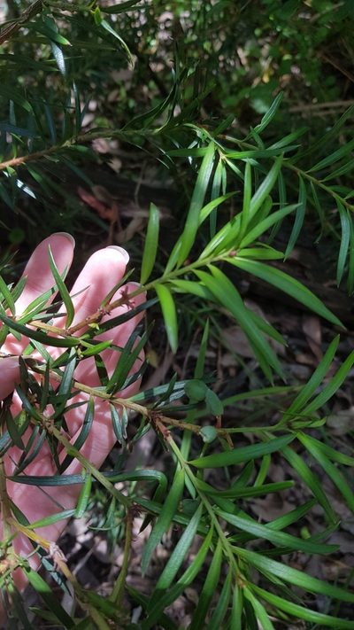 Podocarpus spinulosus, photographed by Sofia Zvolanek