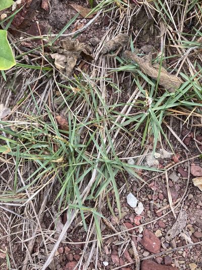 Zoysia macrantha, photographed by Thomas Mesaglio
