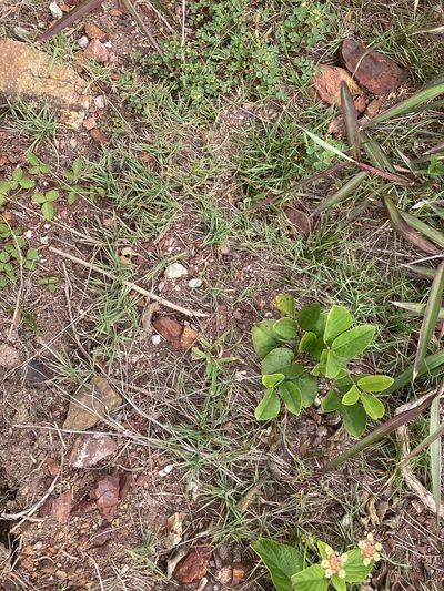 Zoysia macrantha, photographed by Thomas Mesaglio