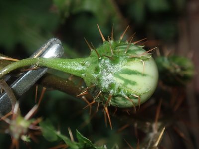 Solanum prinophyllum, photographed by Thomas Mesaglio