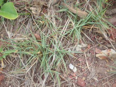 Zoysia macrantha, photographed by Thomas Mesaglio